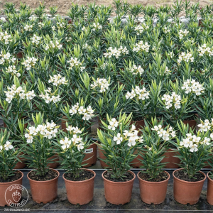 Oleander obyčajný (Nerium oleander)  ´SOEUR AGNES´ - BIELY - výška 30-50 cm, kont. C3L (-10/-12°C)
